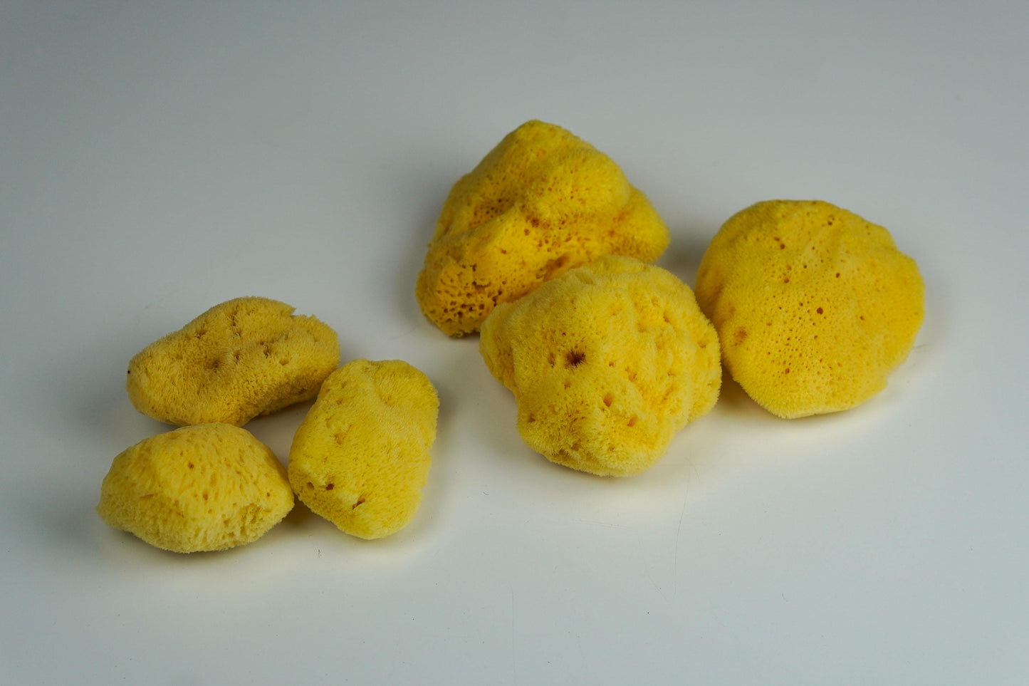 Natural Sea Sponge